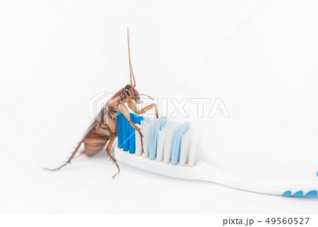 Cockroaches on toothbrush isolated on white 49560527