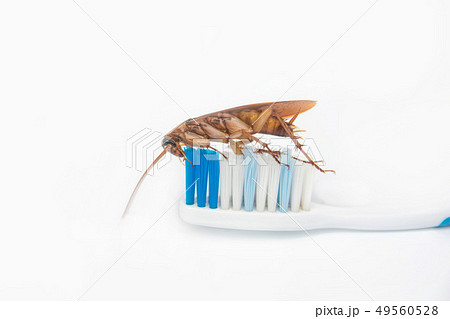 Cockroaches on toothbrush isolated on white 49560528