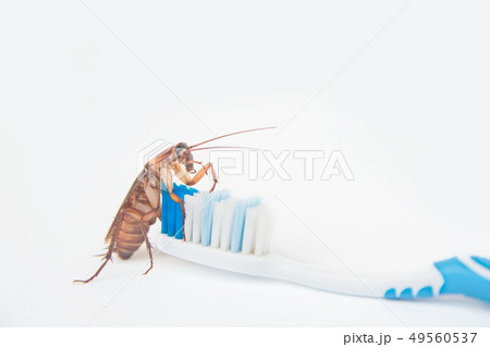 Cockroaches on toothbrush isolated on white 49560537