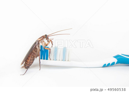 Cockroaches on toothbrush isolated on white 49560538