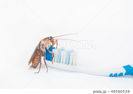 Cockroaches on toothbrush isolated on white 49560539