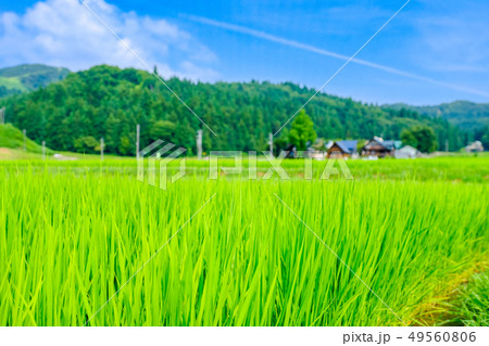 夏の稲 (7月) 背景ボケ 夏の稲 (7月) 背景ボケ 49560806