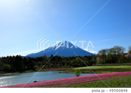 世界遺産　富士山　芝桜　本栖リゾート 49560846