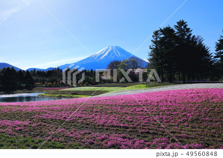世界遺産　富士山　芝桜　本栖リゾート 49560848