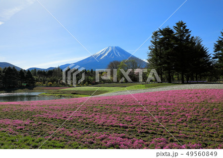世界遺産　富士山　芝桜　本栖リゾート 49560849