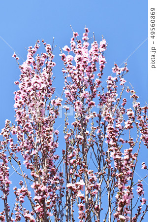 ハナモモ(花桃) ハナモモ(花桃) 49560869