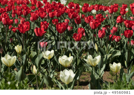チューリップ 49560981