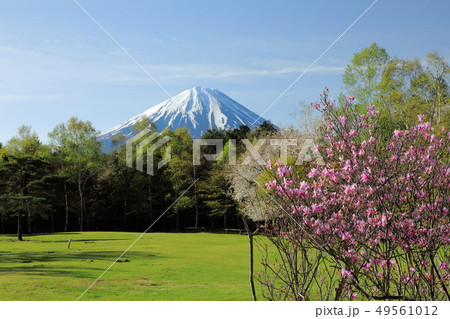 世界遺産 富士山 野鳥の森公園 西湖 新緑 世界遺産 富士山 野鳥の森公園 西湖 新緑 49561012