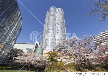 都会の桜　六本木ヒルズ森タワー 49561021