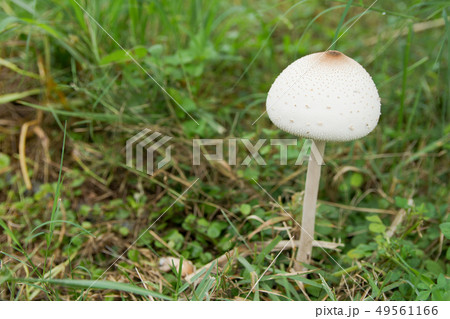 False parasol, Green-spored parasol False parasol, Green-spored parasol 49561166