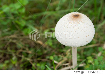 False parasol, Green-spored parasol  49561169