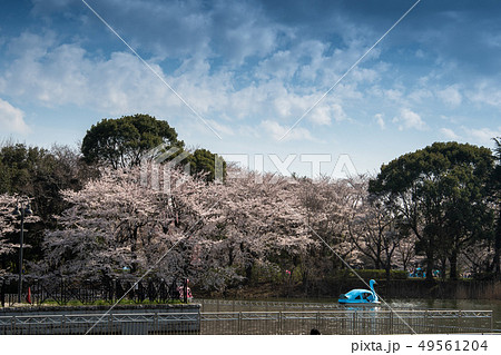柏の葉公園 49561204