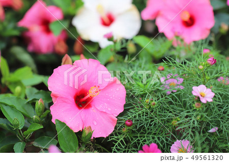 a Hibiscus flower with nature back ground 49561320