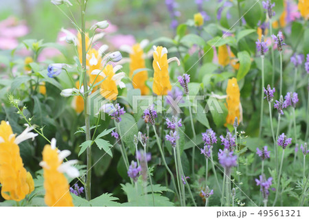 the plant at the flower bed at outdoor the plant at the flower bed at outdoor 49561321