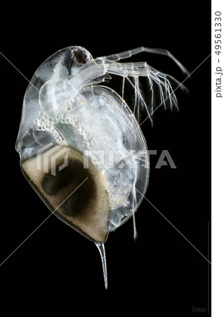耐久卵を背負ったミジンコ(Daphnia pulex) 耐久卵を背負ったミジンコ(Daphnia pulex) 49561330