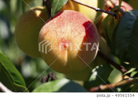 ripe peach on a branch 49561554