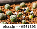 Miniature farmers to grow the cactus in the garden 49561893