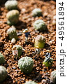 Miniature farmers to grow the cactus in the garden 49561894