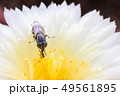 Fly on flower of Astrophytum Myriostigma 49561895