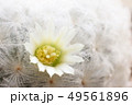 White flower of Mammillaria Plumosa, Cactus 49561896