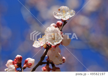 杏子の花⑩ 49562197