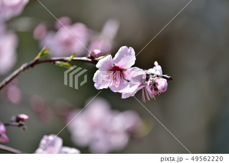 アーモンドの花一輪 アーモンドの花一輪 49562220