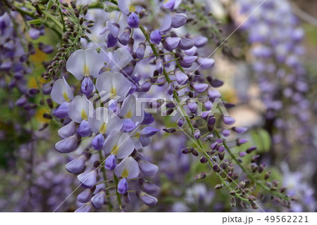 wisteria trellis. great views creepers flowers 49562221