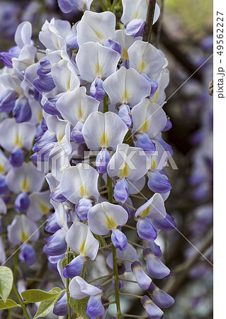 wisteria trellis. great views creepers flowers 49562227