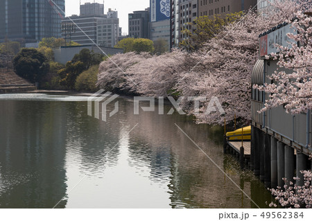 春の風物詩　桜　ソメイヨシノ 49562384