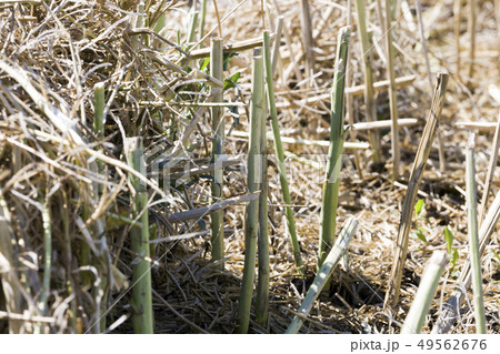 stubble rape stubble rape 49562676