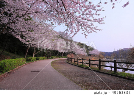 ときわ公園の桜並木 49563332