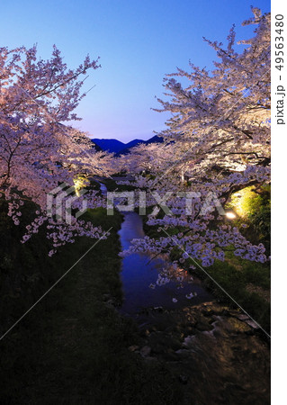 一の坂川の夜桜 49563480
