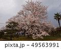 桜 49563991