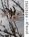 桜 49563992