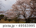 桜 49563995