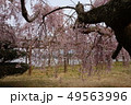 しだれ桜 49563996