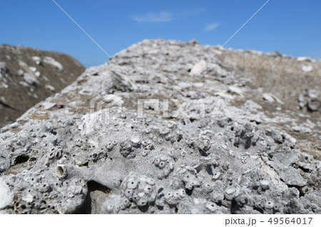 護岸ブロック 護岸ブロック 49564017