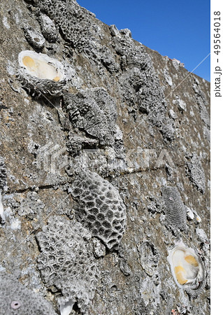 護岸ブロック 49564018