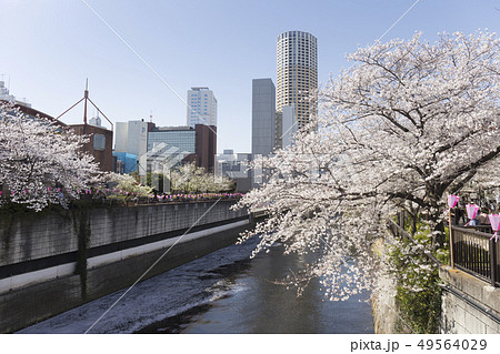 東京の桜 目黒川 東京の桜 目黒川 49564029