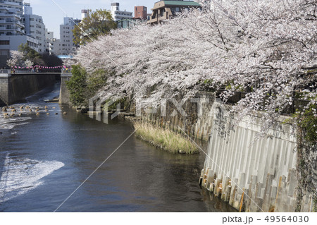 東京の桜 目黒川 東京の桜 目黒川 49564030