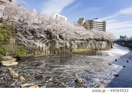 東京の桜 目黒川 東京の桜 目黒川 49564032