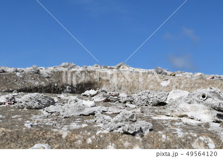 護岸ブロック 49564120