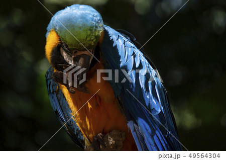 Blue-and-yellow macaw close-up 49564304