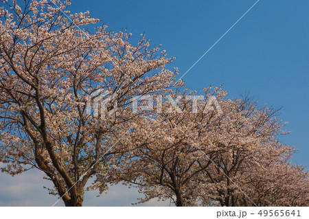 春イメージ（桜の花） 49565641