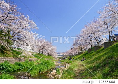 春うらら・奈良佐保の桜6 春うらら・奈良佐保の桜6 49565888