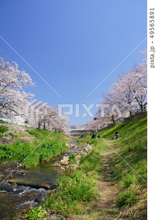 春うらら・奈良佐保の桜１３ 49565891