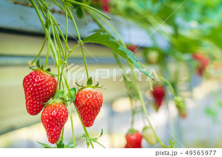 いちご狩り　ハウスのイチゴ 49565977