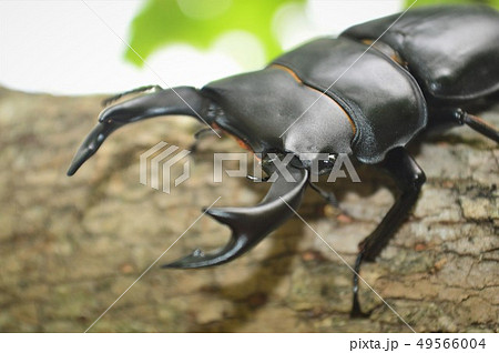 国産オオクワガタの森の樹木の上で 49566004