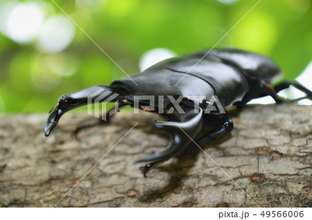 国産オオクワガタの森の樹木の上で 49566006