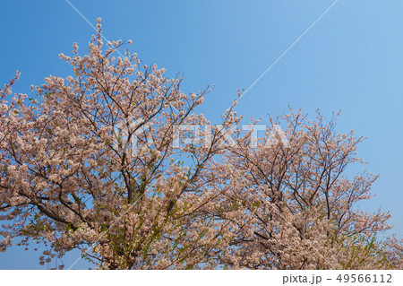 春イメージ（桜の花） 49566112